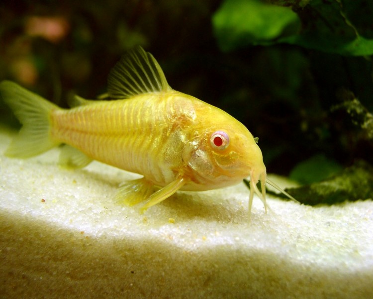 Albino Corydoras ~ 2cm - 2.5cm